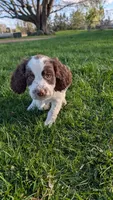 Bisco- Yellow, a male English Springer Spaniel for sale in Randolph, WI – Photo 5 of 9
