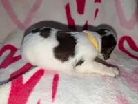 Bisco- Yellow, a male English Springer Spaniel for sale in Randolph, WI – Photo 2 of 4