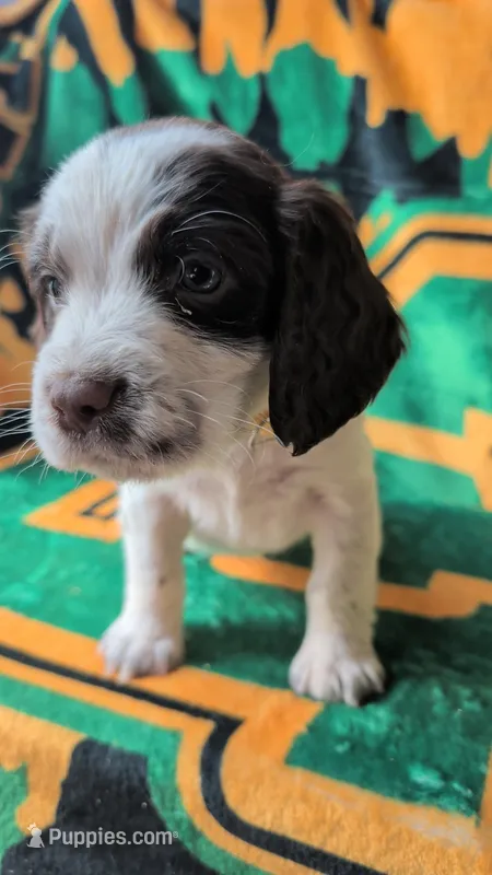 Bisco- Yellow – English Springer Spaniel puppy for sale in Randolph, WI