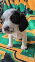 Bisco- Yellow, a male English Springer Spaniel for sale in Randolph, WI – Photo 6 of 9