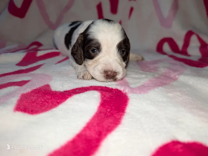 Bisco- Yellow – English Springer Spaniel puppy for sale in Randolph, WI