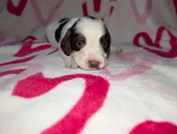 Bisco- Yellow, a male English Springer Spaniel for sale in Randolph, WI – Photo 1 of 4