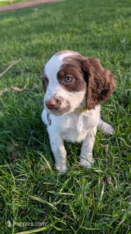 Bisco- Yellow – English Springer Spaniel puppy for sale in Randolph, WI
