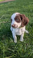 Bisco- Yellow, a male English Springer Spaniel for sale in Randolph, WI – Photo 4 of 9