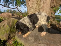 Helena Brown female , a female English Springer Spaniel for sale in Randolph, WI – 4 of 4