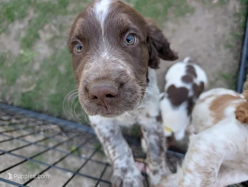 Rolo  – English Springer Spaniel puppy for sale in Randolph, WI