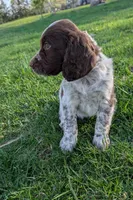 Rolo , a male English Springer Spaniel for sale in Randolph, WI – Photo 4 of 4
