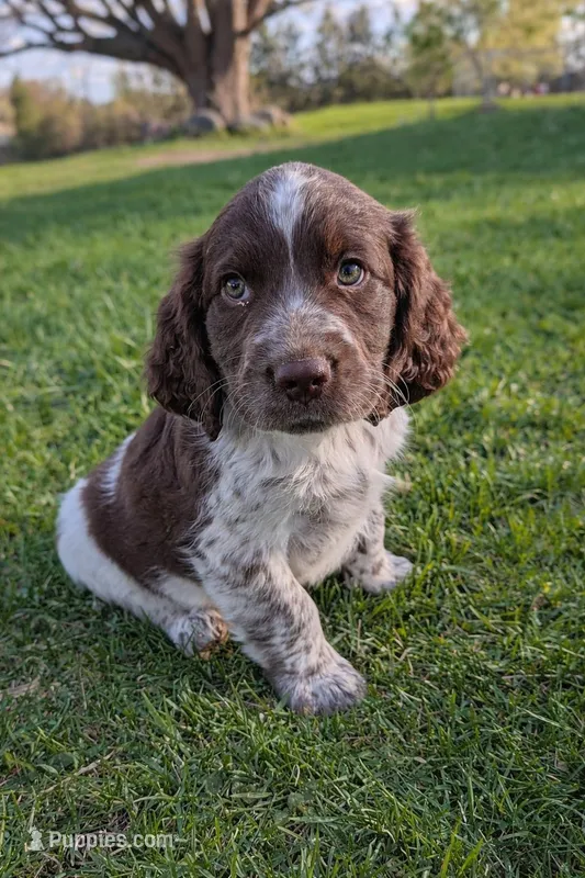 Rolo  – English Springer Spaniel puppy for sale in Randolph, WI