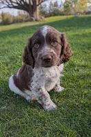 Rolo , a male English Springer Spaniel for sale in Randolph, WI – Photo 1 of 4