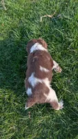 Rolo , a male English Springer Spaniel for sale in Randolph, WI – Photo 3 of 4