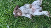 Rolo , a male English Springer Spaniel for sale in Randolph, WI – Photo 2 of 4