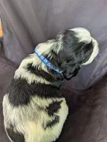 Phoenix Blue male, a male English Springer Spaniel for sale in Randolph, WI – 3 of 4