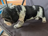 Dover black male , a male English Springer Spaniel for sale in Randolph, WI – 3 of 4