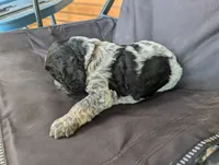 Helena Brown female , a female English Springer Spaniel for sale in Randolph, WI – 3 of 3