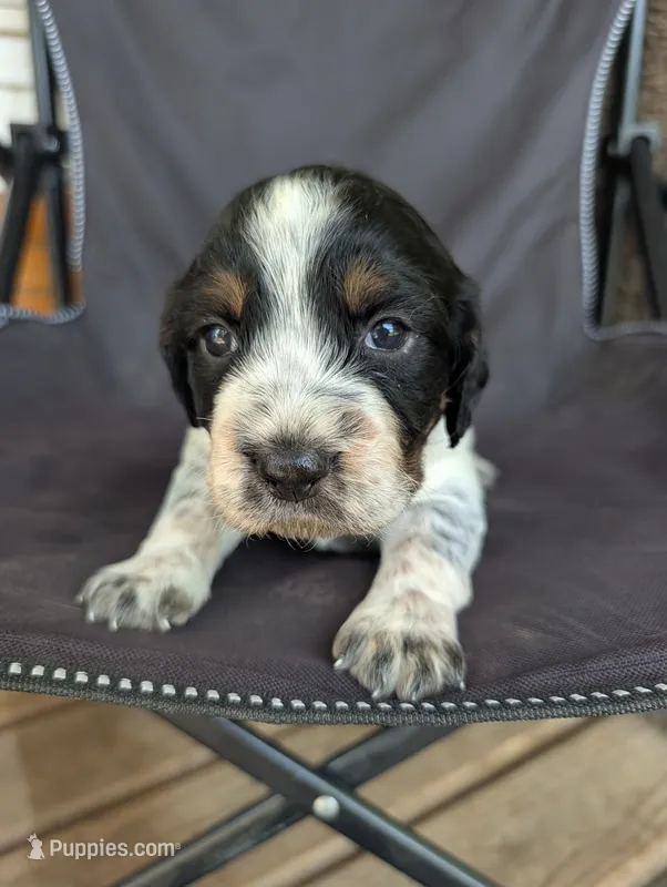 Olympia Purple female  – English Springer Spaniel puppy for sale in Randolph, WI