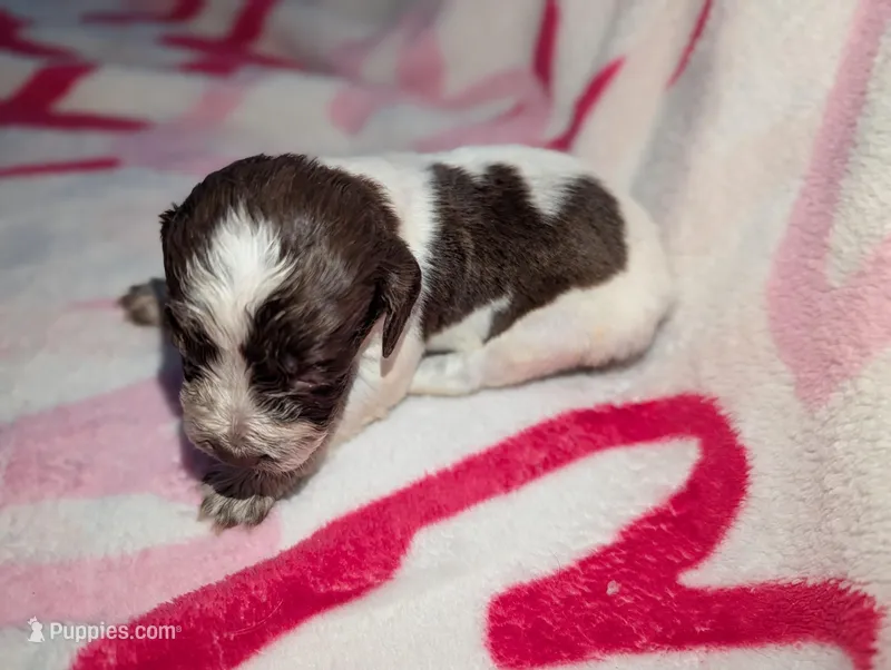 Reese's - Orange  – English Springer Spaniel puppy for sale in Randolph, WI