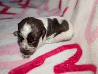 Reese's - Orange , a female English Springer Spaniel for sale in Randolph, WI – Photo 1 of 3