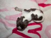 Reese's - Orange , a female English Springer Spaniel for sale in Randolph, WI – Photo 3 of 3