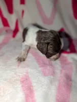 Reese's - Orange , a female English Springer Spaniel for sale in Randolph, WI – Photo 2 of 3