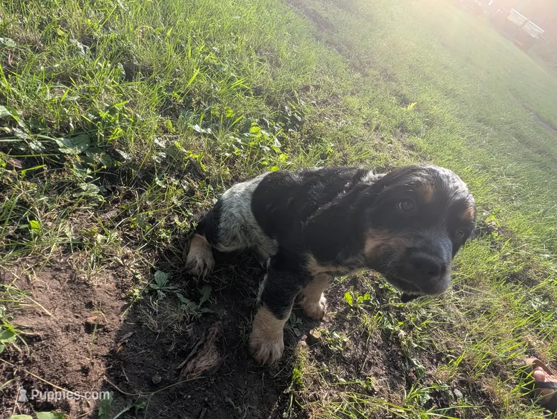 Dover black male  – English Springer Spaniel puppy for sale in Randolph, WI