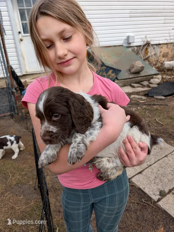 Rolo-Black – English Springer Spaniel puppy for sale in Randolph, WI