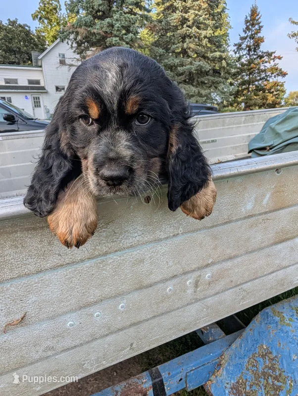 Helena Brown female  – English Springer Spaniel puppy for sale in Randolph, WI