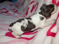 Toffee- Seafoam Green/White, a female English Springer Spaniel for sale in Randolph, WI – Photo 4 of 4