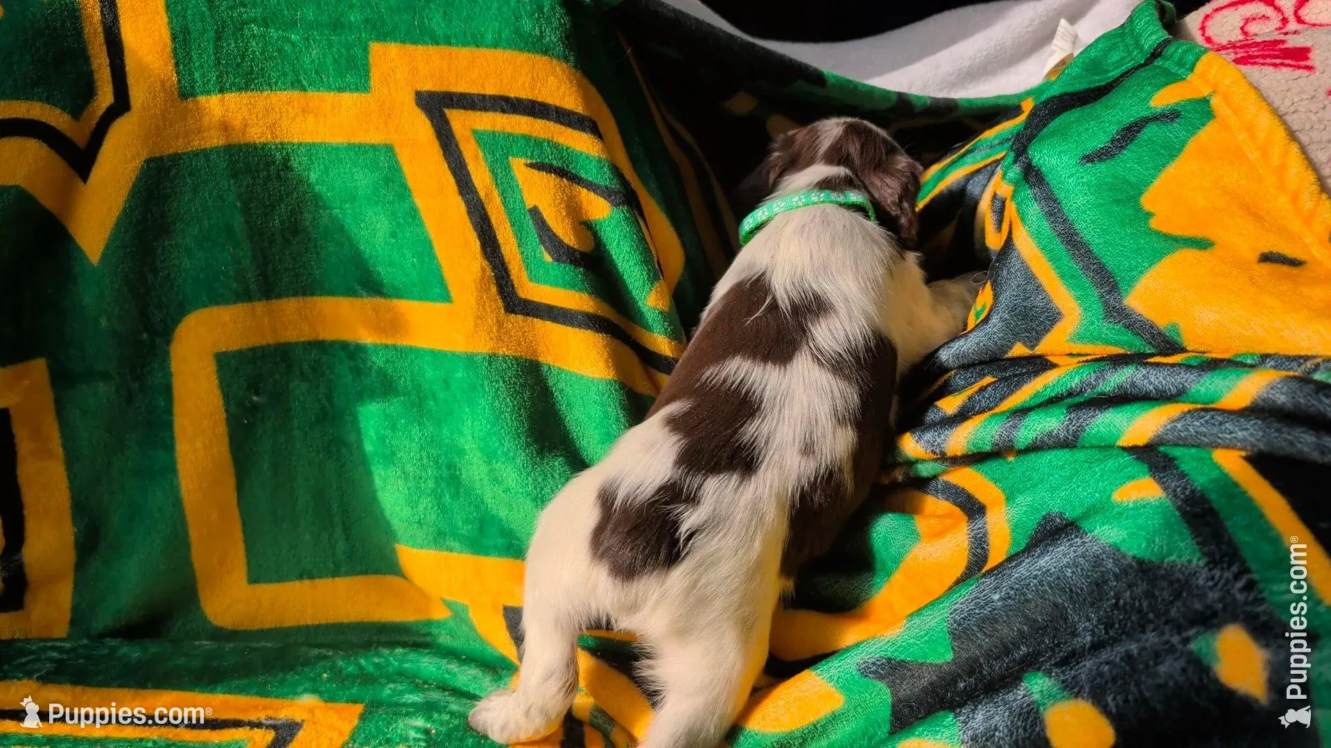 Toffee- Seafoam Green, a female English Springer Spaniel for sale in Randolph, WI – Photo 3 of 8