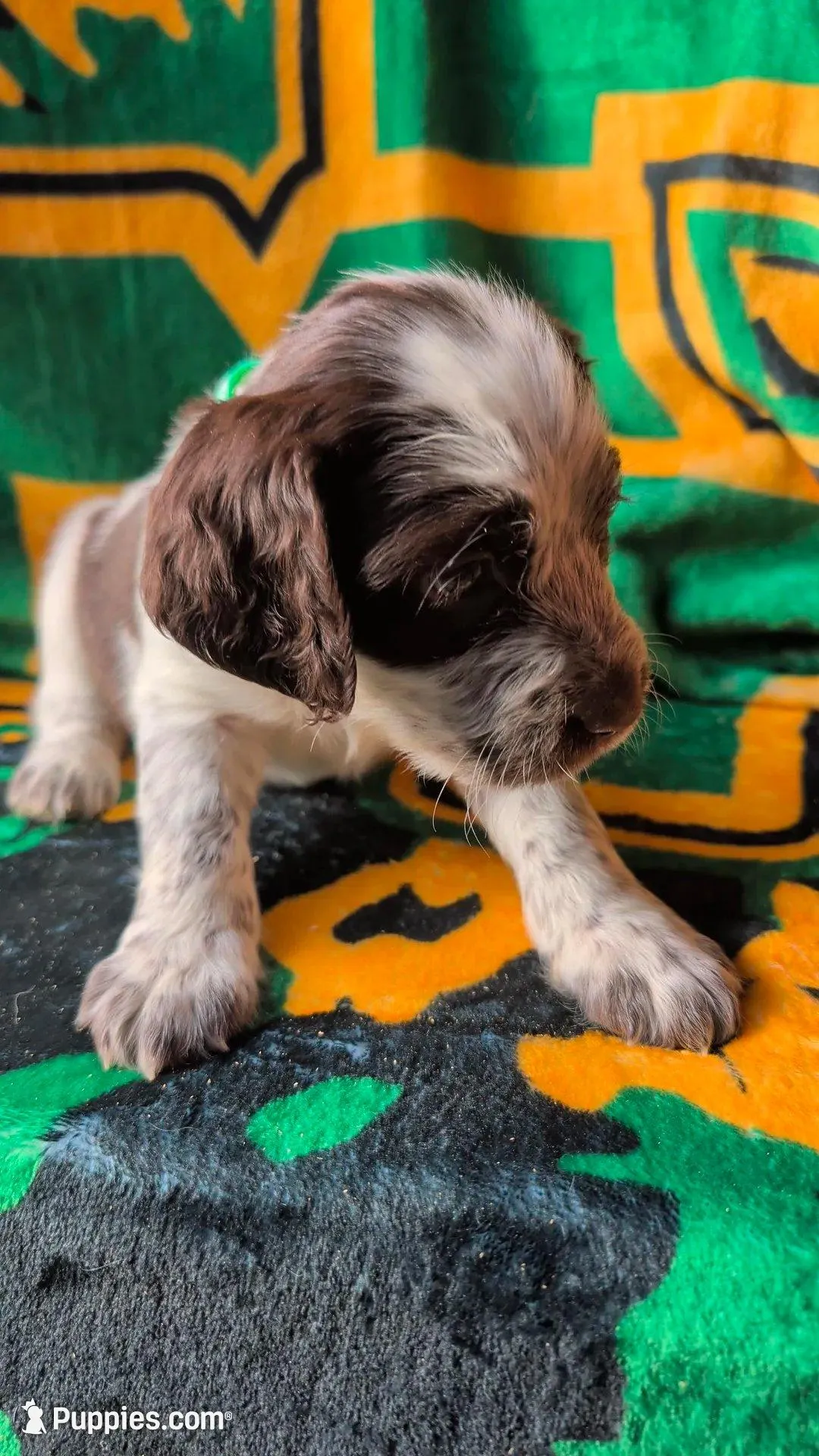 Toffee- Seafoam Green/White – English Springer Spaniel puppy for sale in Randolph, WI