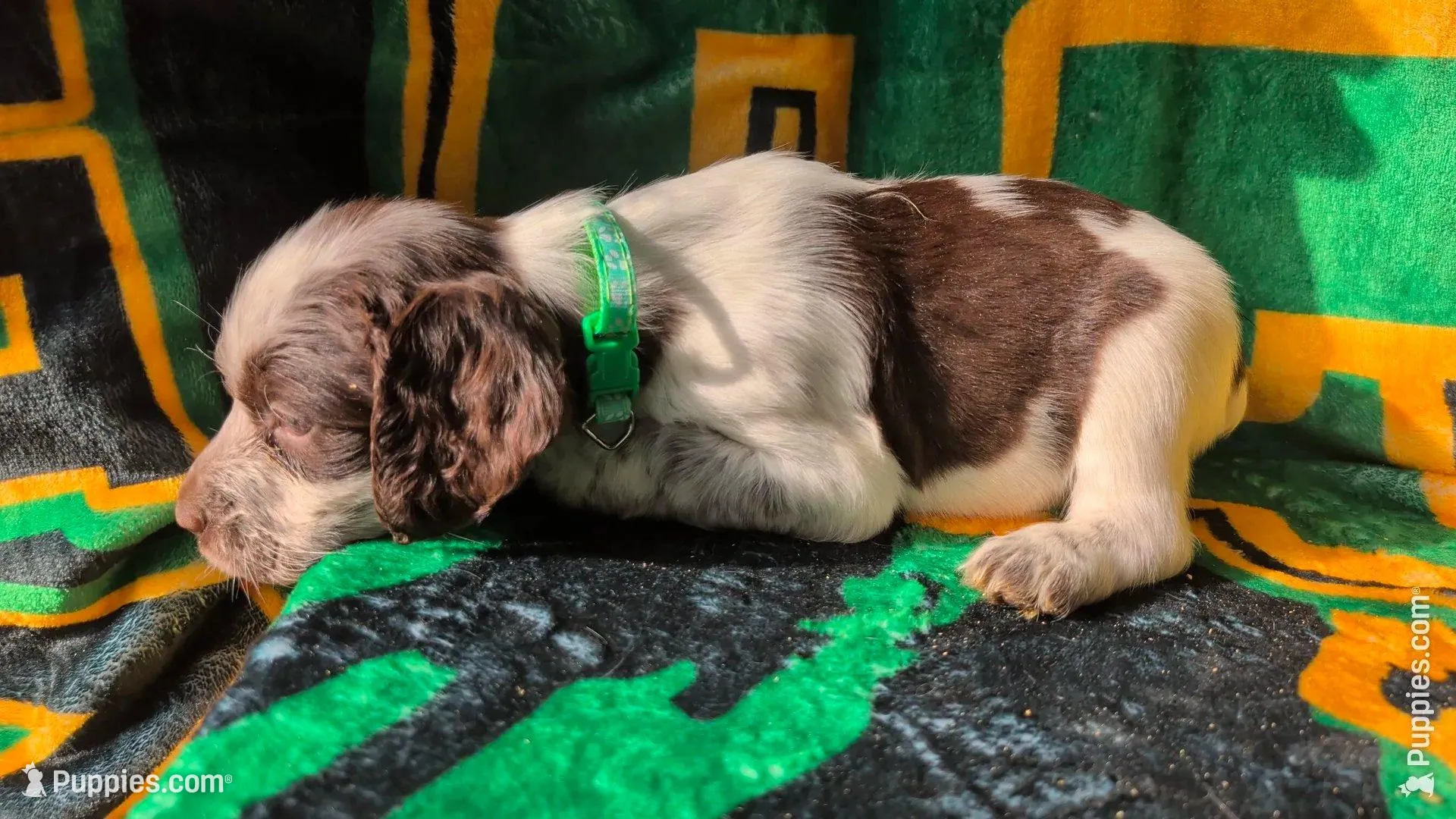 Toffee- Seafoam Green, a female English Springer Spaniel for sale in Randolph, WI – Photo 4 of 8