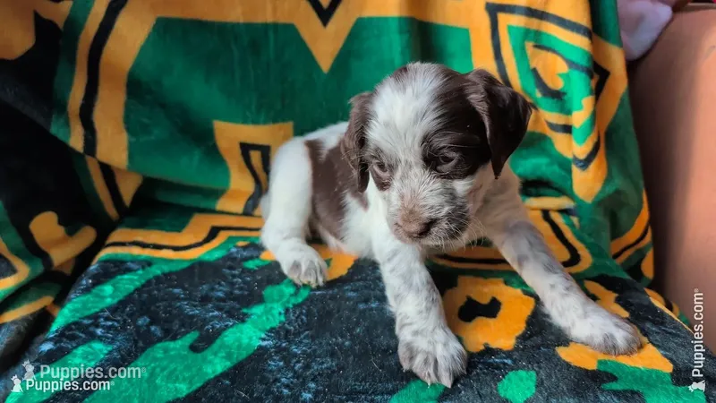 Toffee- Seafoam Green – English Springer Spaniel puppy for sale in Randolph, WI