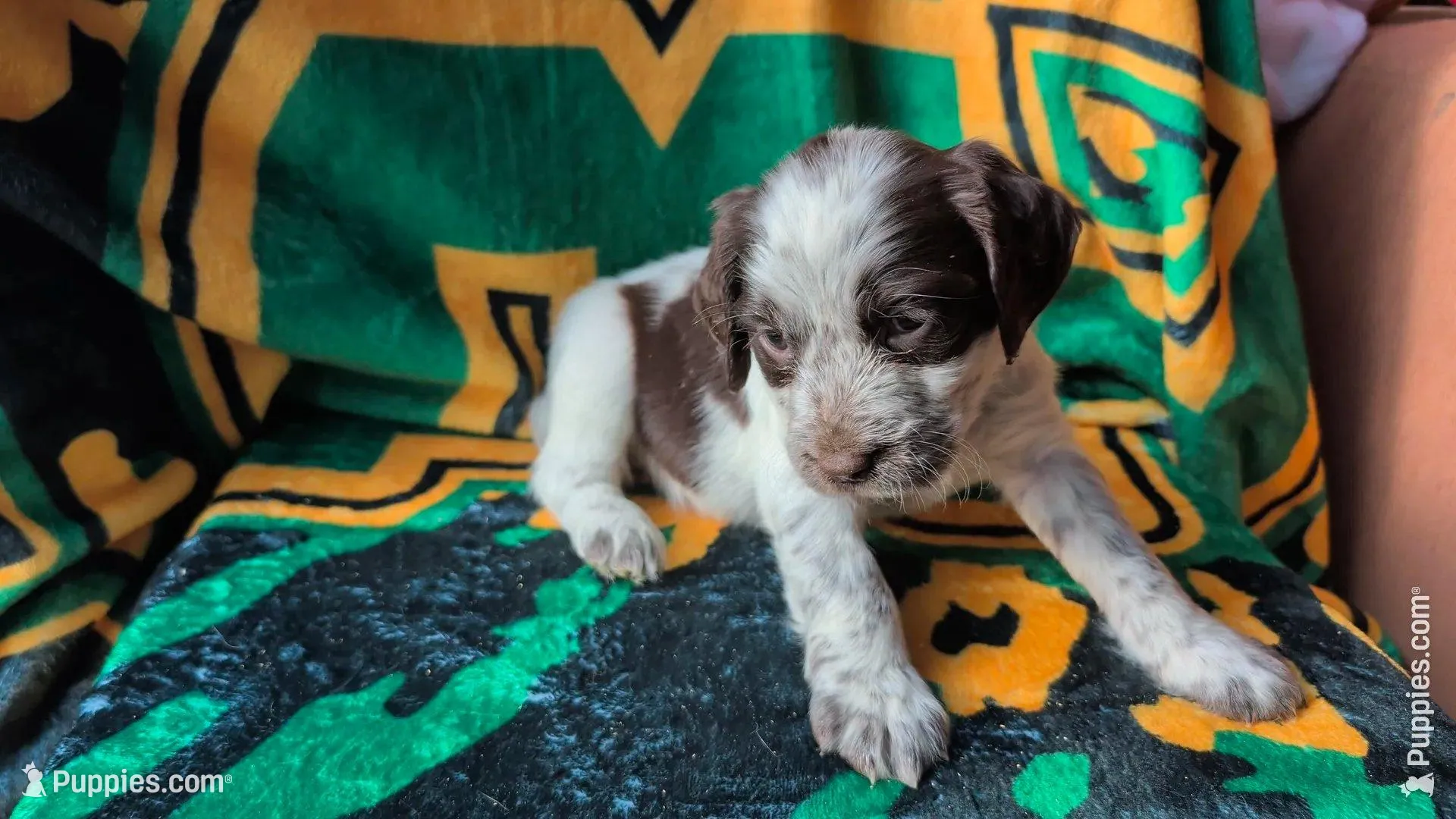 Toffee- Seafoam Green, a female English Springer Spaniel for sale in Randolph, WI – Photo 2 of 8