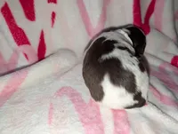 Toffee- Seafoam Green/White, a female English Springer Spaniel for sale in Randolph, WI – Photo 2 of 4