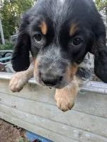 Helena Brown female , a female English Springer Spaniel for sale in Randolph, WI – 1 of 4