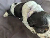 Olympia Purple female , a female English Springer Spaniel for sale in Randolph, WI – 3 of 4