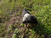 Austin Green male , a male English Springer Spaniel for sale in Randolph, WI – 3 of 9