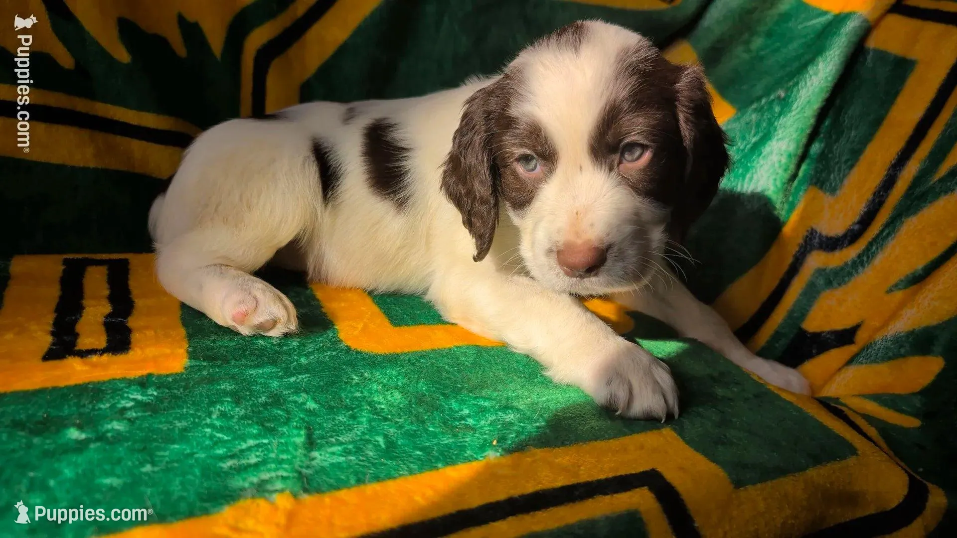 Java-Brown – English Springer Spaniel puppy for sale in Randolph, WI
