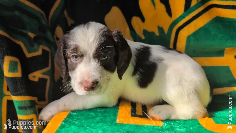 Java-Brown – English Springer Spaniel puppy for sale in Randolph, WI