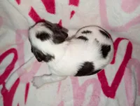 Java-Brown, a female English Springer Spaniel for sale in Randolph, WI – Photo 2 of 3