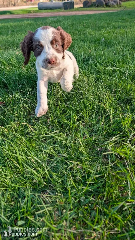 Java-Brown – English Springer Spaniel puppy on hold in Randolph, WI