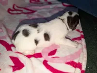 Java-Brown, a female English Springer Spaniel for sale in Randolph, WI – Photo 3 of 3