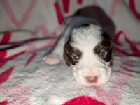Java-Brown, a female English Springer Spaniel for sale in Randolph, WI – Photo 1 of 3