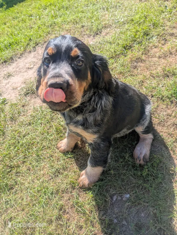 Dover black male – English Springer Spaniel puppy for sale in Randolph, WI