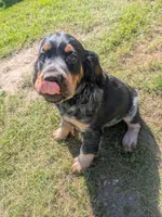 Dover black male, a male English Springer Spaniel for sale in Randolph, WI – 1 of 10