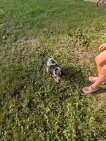 Helena Brown female , a female English Springer Spaniel for sale in Randolph, WI – 2 of 4
