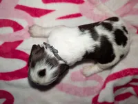 Truffle -Silver, a female English Springer Spaniel for sale in Randolph, WI – Photo 2 of 4