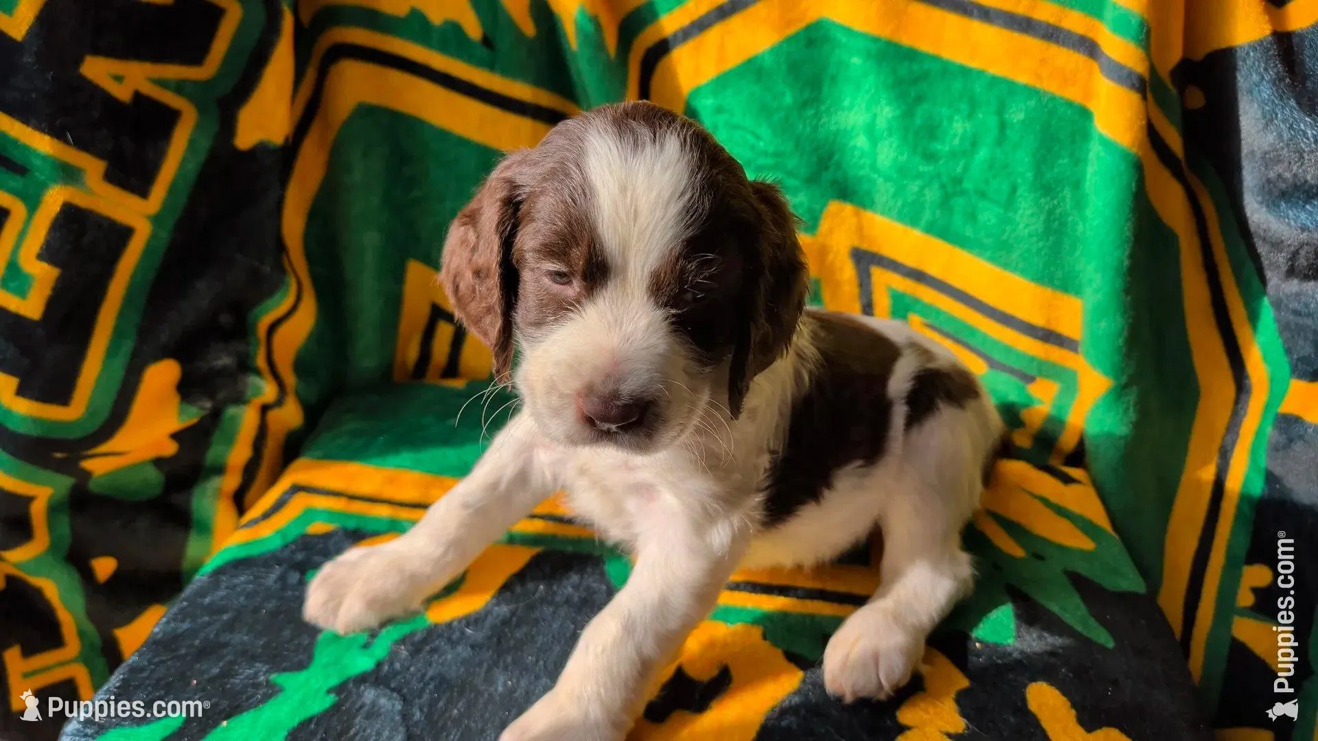 Truffle -Silver – English Springer Spaniel puppy for sale in Randolph, WI