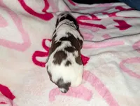 Truffle -Silver, a female English Springer Spaniel for sale in Randolph, WI – Photo 3 of 4