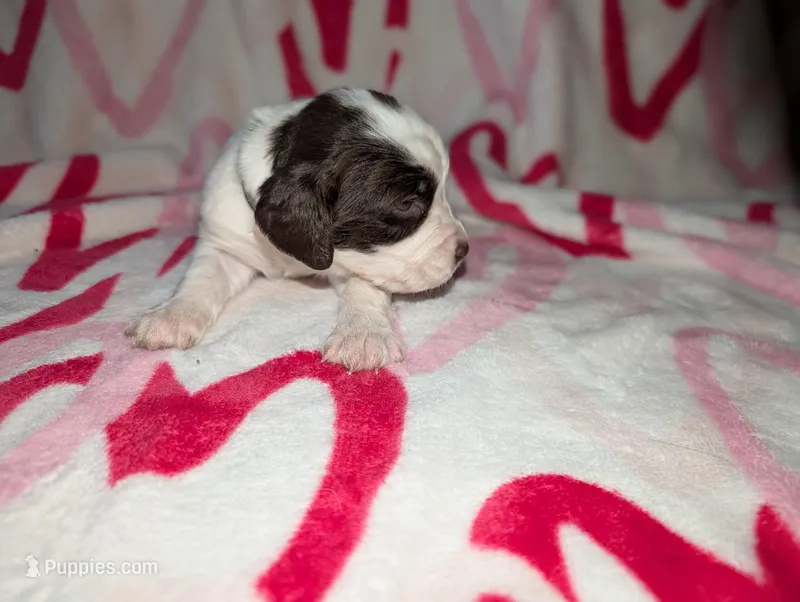 Truffle -Silver – English Springer Spaniel puppy for sale in Randolph, WI