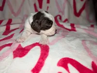 Truffle -Silver, a female English Springer Spaniel for sale in Randolph, WI – Photo 1 of 4